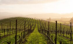 Good grape harvest predicted in Ópusztaszer