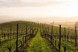 Good grape harvest predicted in Ópusztaszer