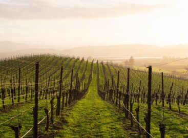 Jó szőlőtermést jósoltak Ópusztaszeren