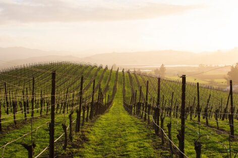 Good grape harvest predicted in Ópusztaszer