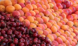 Fagykár pusztította a tavalyi gyümölcstermést