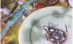 (HU) Apróséf atlantai vendégszereplése – A nap videója