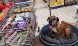 Példátlan összefogás: több mint 6000 gazdátlan és menhelyi állat kap támogatást