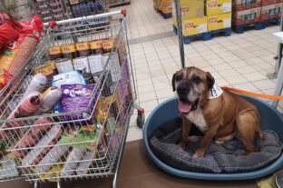 Példátlan összefogás: több mint 6000 gazdátlan és menhelyi állat kap támogatást