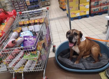 Példátlan összefogás: több mint 6000 gazdátlan és menhelyi állat kap támogatást