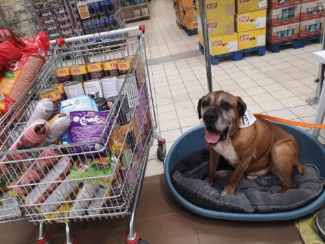 Unprecedented collaboration: more than 6,000 homeless and shelter animals receive support