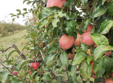 Organic products really do have fewer pesticide residues!