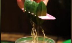 (HU) Én kis kertészlegény vagyok… – A nap videója