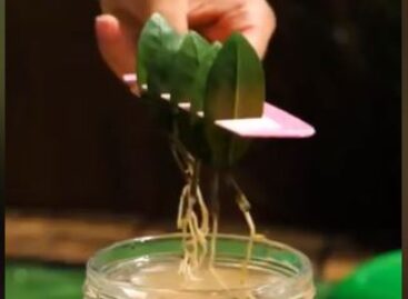 (HU) Én kis kertészlegény vagyok… – A nap videója