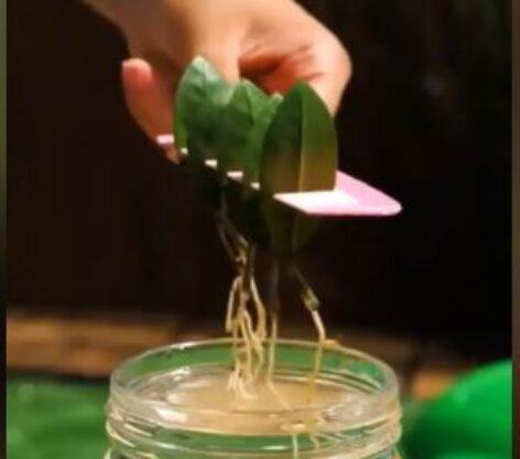 Én kis kertészlegény vagyok… – A nap videója