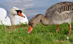 Fokozott madárinfluenza-kockázat