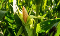 Bonduelle achieves B Corp™ certification worldwide