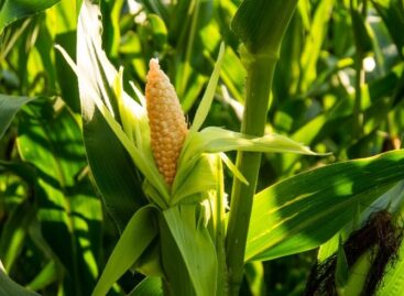 Világszerte megszerezte a B Corp™ tanúsítványt a Bonduelle