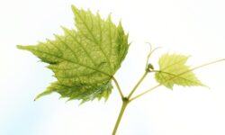 Ellenőrzött szaporítóanyaggal a szőlő aranyszínű sárgaság terjedése ellen