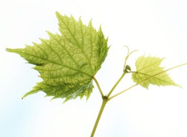 Controlled propagation material against the spread of grapevine golden yellows