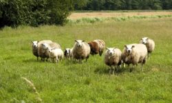 AM: egyedülálló gyeptípusaink megőrzése közös felelősségünk