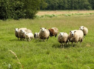 AM: egyedülálló gyeptípusaink megőrzése közös felelősségünk