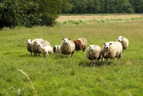 AM: egyedülálló gyeptípusaink megőrzése közös felelősségünk