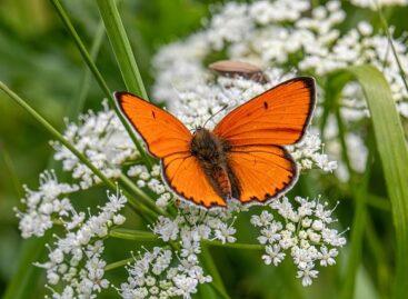 Az év lepkéje 2026-ban a nagy tűzlepke