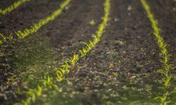 CBAM causes market disruption