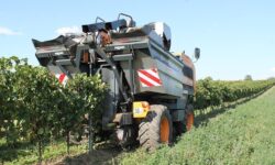 AM: támogatásokkal és intézkedésekkel segíti az agrártárca a szőlő- és borágazatot