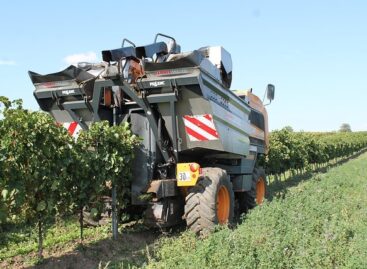 AM: Ministry of Agriculture supports the grape and wine sector with subsidies and measures