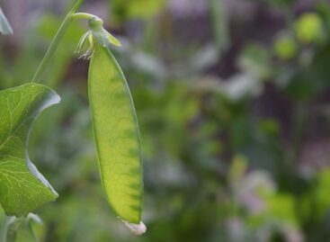 2025 brought good quality harvests for open-field vegetable growers