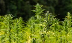 The country’s largest hemp producer, Dutch HempFlax, is withdrawing from Romania