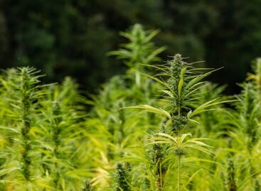 Kivonul Romániából az ország legnagyobb kendertermesztője, a holland HempFlax