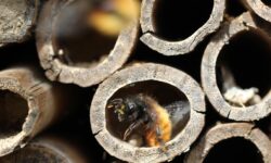 MME: It is worth placing bee hotels to help protect pollinating insects by the end of February