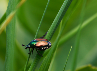 The risk of introduction is increasing – the Japanese beetle has already appeared in Croatia