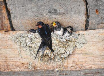 MME: both the public and local governments have a significant role in spring swallow protection