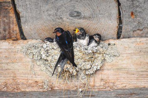 MME: both the public and local governments have a significant role in spring swallow protection