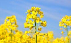 Világszerte és itthon is csökkent a repcemag ára
