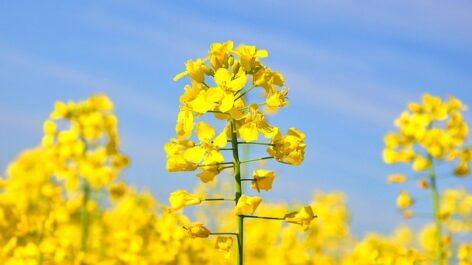 Rapeseed prices fell worldwide and domestically