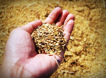 NAK elnök: az agráriumban a vetés a jövőről szól