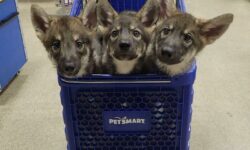 Mit vigyél egy kisállat-termékeket forgalmazó áruházba – A nap képe