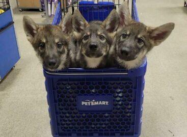 Mit vigyél egy kisállat-termékeket forgalmazó áruházba – A nap képe