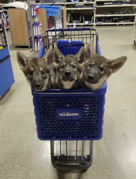 (HU) Mit vigyél egy kisállat-termékeket forgalmazó áruházba – A nap képe