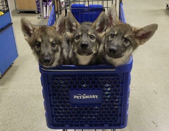 Mit vigyél egy kisállat-termékeket forgalmazó áruházba – A nap képe