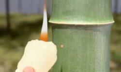 (HU) Alkoholérlelés élő bambuszban – A nap videója