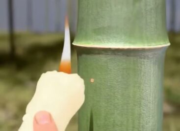 Alkoholérlelés élő bambuszban – A nap videója