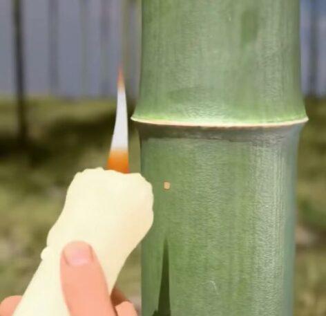 (HU) Alkoholérlelés élő bambuszban – A nap videója