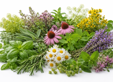 A középpontban a gyógynövények szerepe és védelme