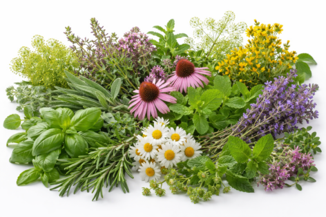 The role and protection of medicinal plants in the spotlight