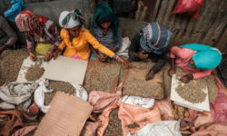 FAO welcomes UN resolution on International Coffee Day