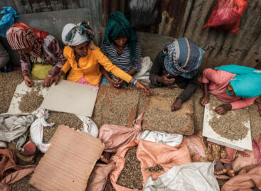 A FAO üdvözli az ENSZ határozatot a kávé nemzetközi napjáról