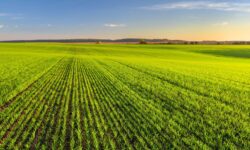 Cereal crops have wintered well, conscious technology is gaining value