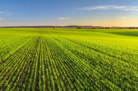 Cereal crops have wintered well, conscious technology is gaining value