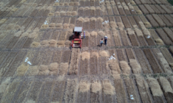 FAO food price index rises again in February after five months